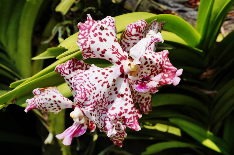 hedge trimming hedge cutting