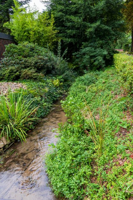A tranquil riverside garden scene featuring a narrow, flowing creek with clear, gently rippling water. On the left side, tall, grassy plants with long, slender, green leaves grow along the bank, inter